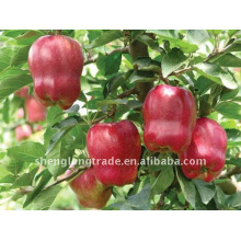 Pomme douce chinoise fraîche (manzana)
